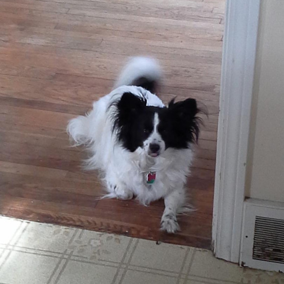 papillon2126